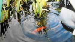 Besatz im Teich mein kleiner Gartenteich