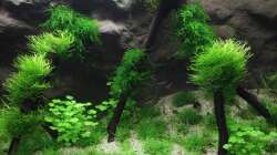 Aquarium Kinderzimmerbecken