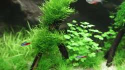 Aquarium Kinderzimmerbecken