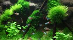 Besatz im Aquarium Kinderzimmerbecken