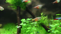 Besatz im Aquarium Kinderzimmerbecken