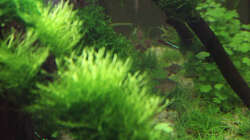 Aquarium Kinderzimmerbecken