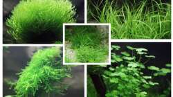 Riccia fluitans, Juncus repens, Eleocharis acicularis, Taxiphyllum barbieri, Hydrocotyle