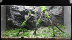 Fertige Dekoration vor dem Befüllen des Beckens