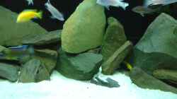Besatz im Aquarium Becken 34204