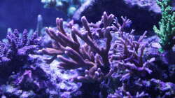 Dekoration im Aquarium Meerwasseraquarium