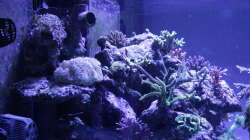 Aquarium Meerwasseraquarium