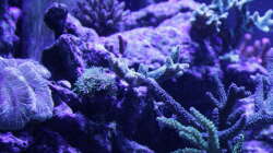 Pflanzen im Aquarium Meerwasseraquarium