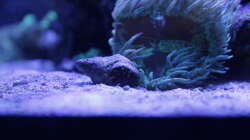 Besatz im Aquarium Meerwasseraquarium