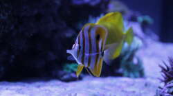 Besatz im Aquarium Meerwasseraquarium