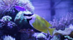 Besatz im Aquarium Meerwasseraquarium