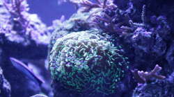 Pflanzen im Aquarium Meerwasseraquarium