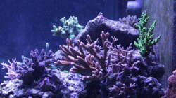 Pflanzen im Aquarium Meerwasseraquarium