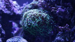 Pflanzen im Aquarium Meerwasseraquarium