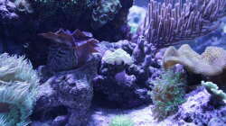 Pflanzen im Aquarium Meerwasseraquarium