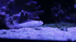 Besatz im Aquarium Meerwasseraquarium