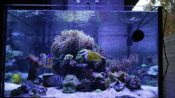 Aquarium Meerwasseraquarium