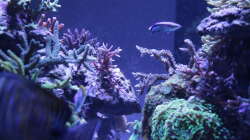 Aquarium Meerwasseraquarium