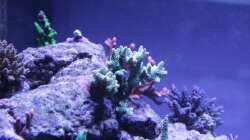 Pflanzen im Aquarium Meerwasseraquarium