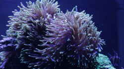Besatz im Aquarium Meerwasseraquarium