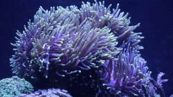 Pflanzen im Aquarium Meerwasseraquarium