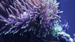 Besatz im Aquarium Meerwasseraquarium