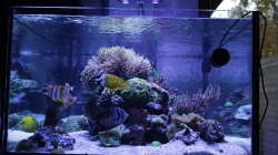 Aquarium Meerwasseraquarium