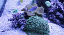 Besatz im Aquarium Meerwasseraquarium