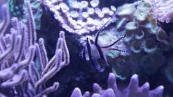 Besatz im Aquarium Meerwasseraquarium