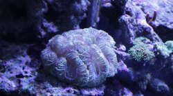 Pflanzen im Aquarium Meerwasseraquarium