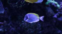 Besatz im Aquarium Meerwasseraquarium