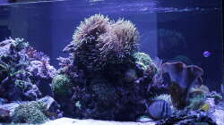 Aquarium Meerwasseraquarium