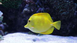 Besatz im Aquarium Meerwasseraquarium