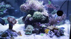 Aquarium Meerwasseraquarium