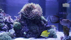 Aquarium Meerwasseraquarium