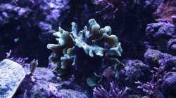 Pflanzen im Aquarium Meerwasseraquarium