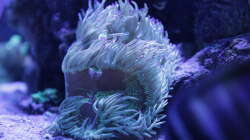 Pflanzen im Aquarium Meerwasseraquarium