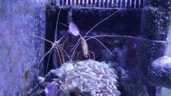 Besatz im Aquarium Meerwasseraquarium