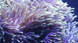 Pflanzen im Aquarium Meerwasseraquarium