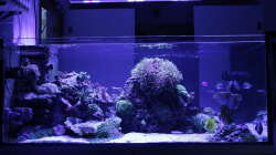 Aquarium Meerwasseraquarium