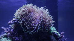 Aquarium Meerwasseraquarium