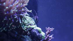 Besatz im Aquarium Meerwasseraquarium