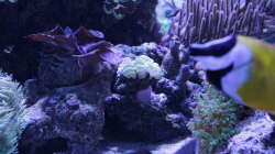 Besatz im Aquarium Meerwasseraquarium