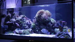 Aquarium Meerwasseraquarium