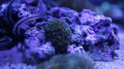 Besatz im Aquarium Meerwasseraquarium