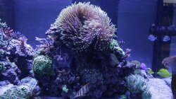 Aquarium Meerwasseraquarium