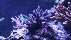 Pflanzen im Aquarium Meerwasseraquarium