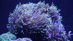 Pflanzen im Aquarium Meerwasseraquarium