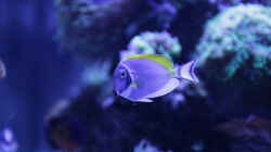 Besatz im Aquarium Meerwasseraquarium