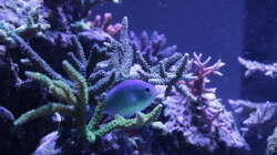 Dekoration im Aquarium Meerwasseraquarium